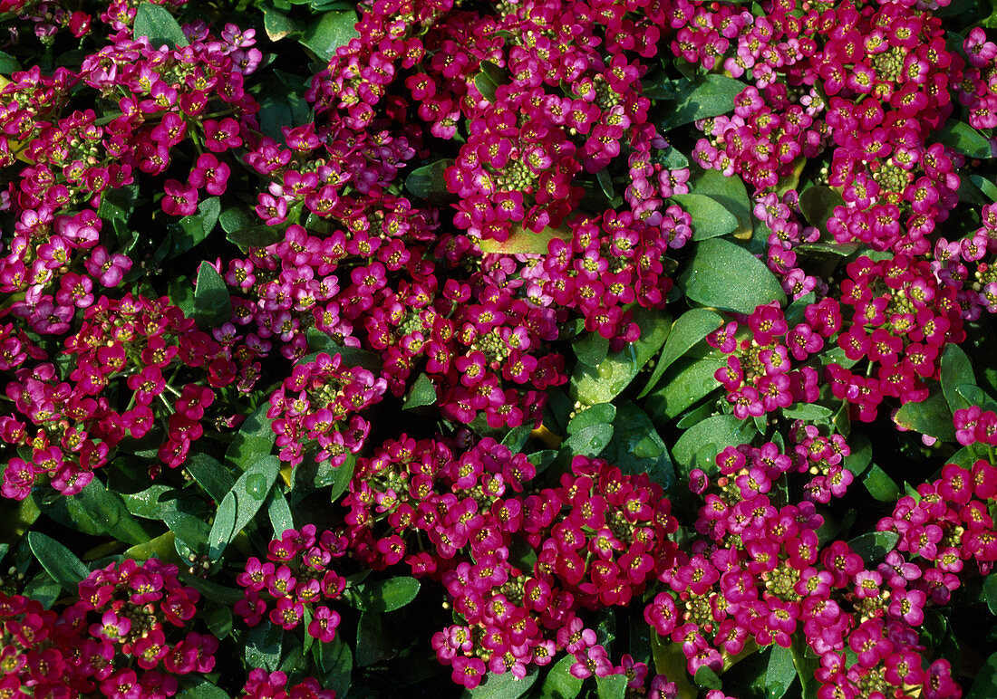 Lobularia maritima (Duftsteinrich)