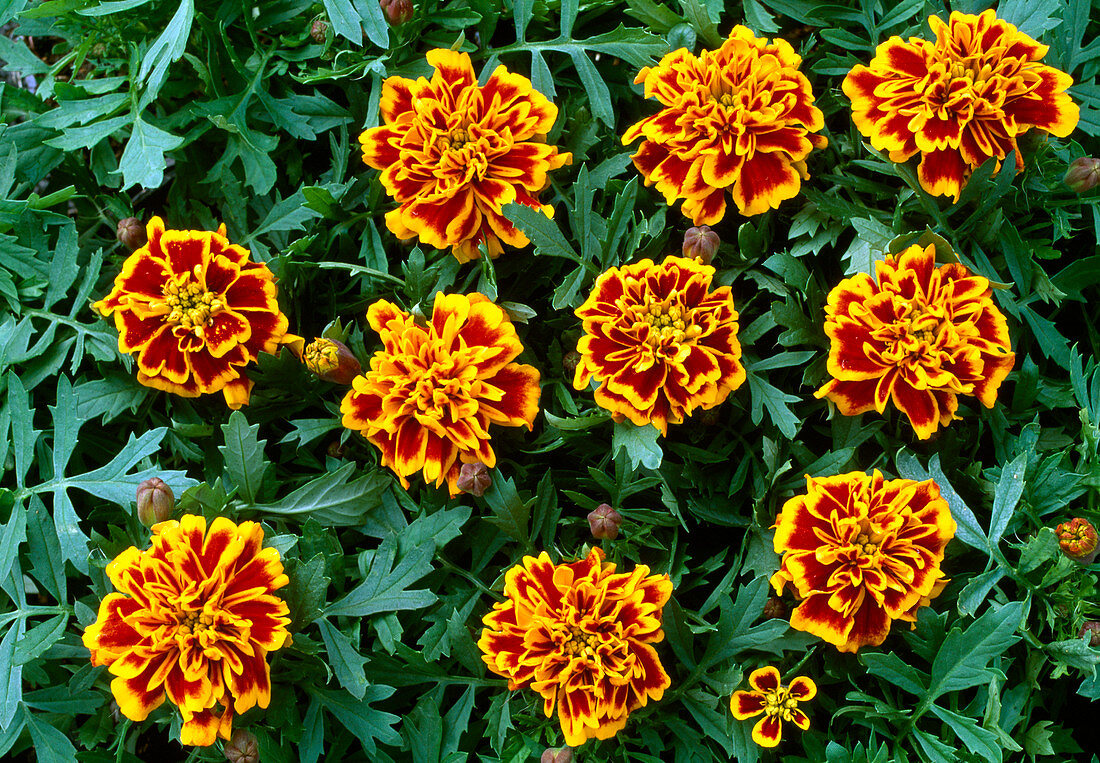 Tagetes patula 'Hero Flame' (marigold)