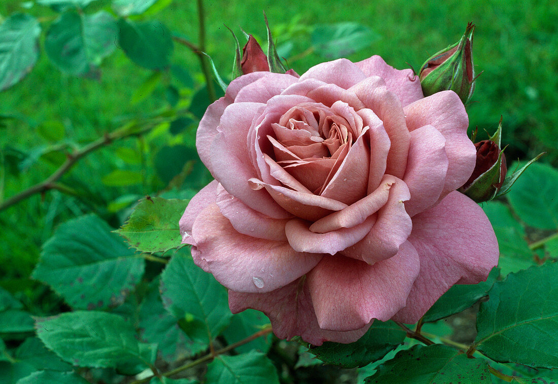 Rosa 'Magenta', bedding rose, floribunda rose, repeat flowering, fragrance