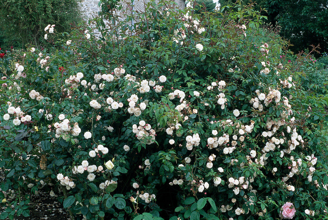 Rosa 'Little White Pet', small shrub rose, ground cover rose, repeat flowering, weak fragrance