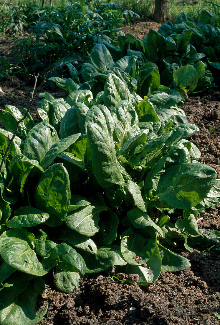 Rumex acetosa (Tall Sorrel)