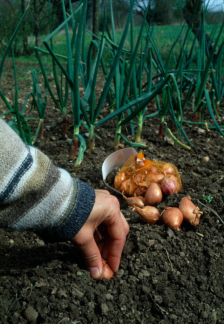 Allium ascalonicum (=A cepa) (Set shallots)