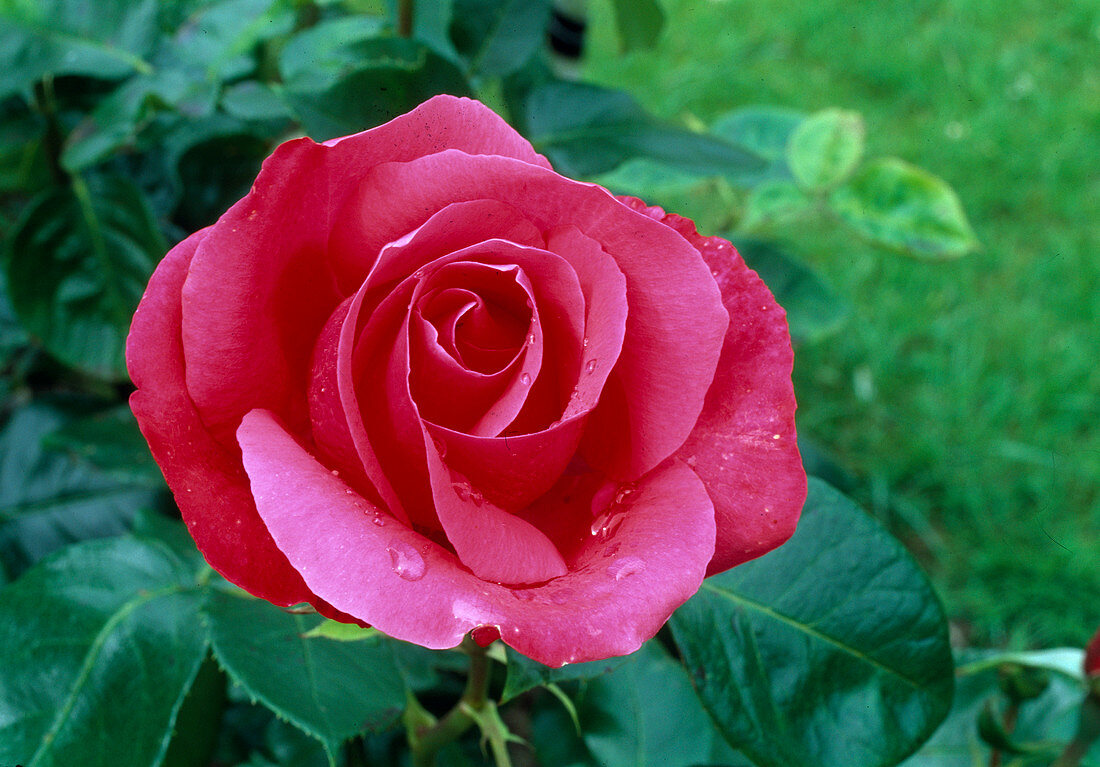 Rosa 'Crêpe de Chine', tea hybrid, repeat flowering, light fragrance