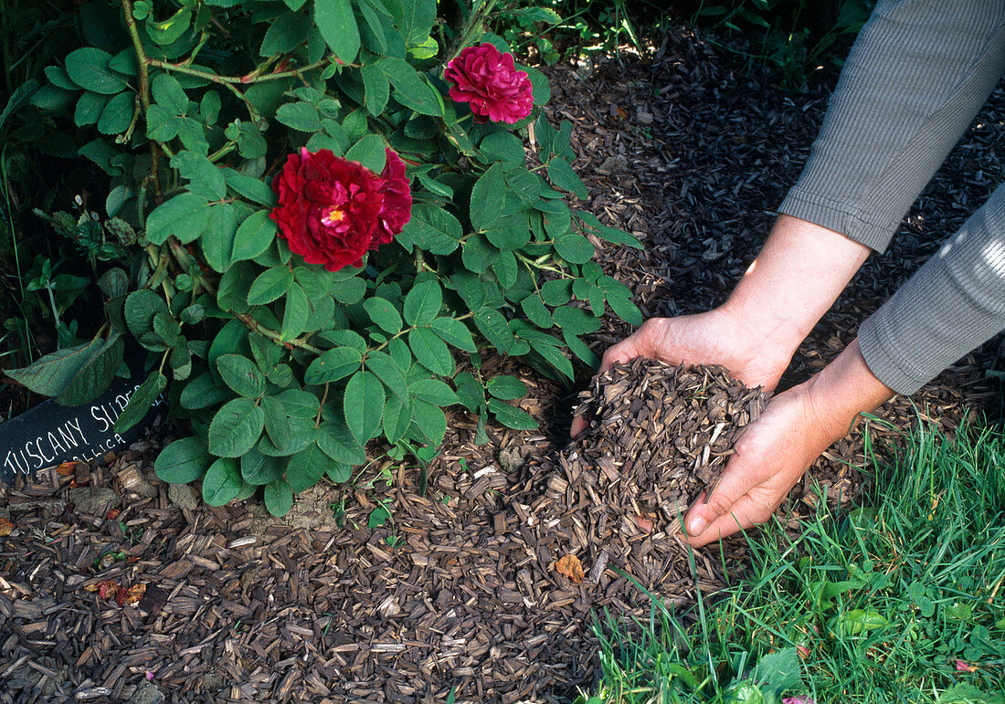 Rosa 'Tuscany Superb' Gallica-hyb. single flowering, light fragrance, mulch with bark