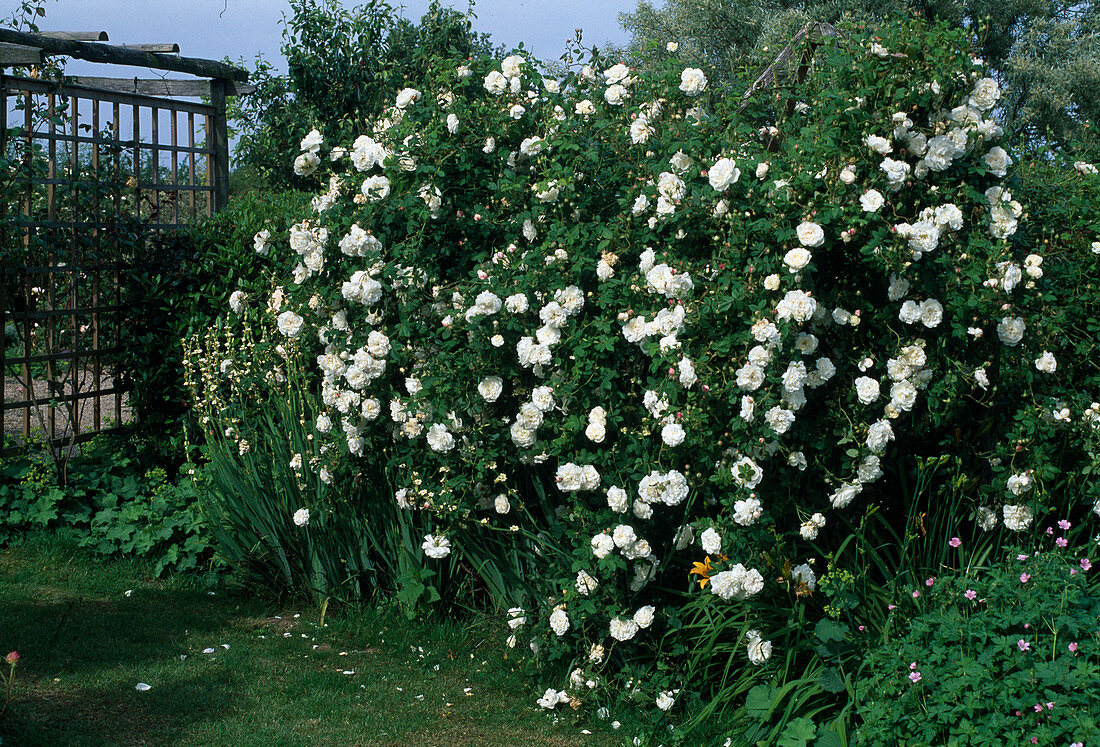 Rosa 'Mme Plantier' Alba Rose, Hist. rose, shrub rose single flowering, strong fragrance