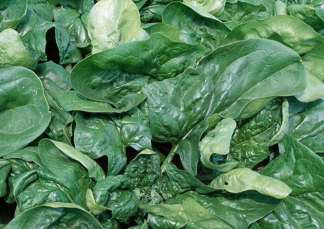 Spinacia oleracea 'Primo' (Spinach)