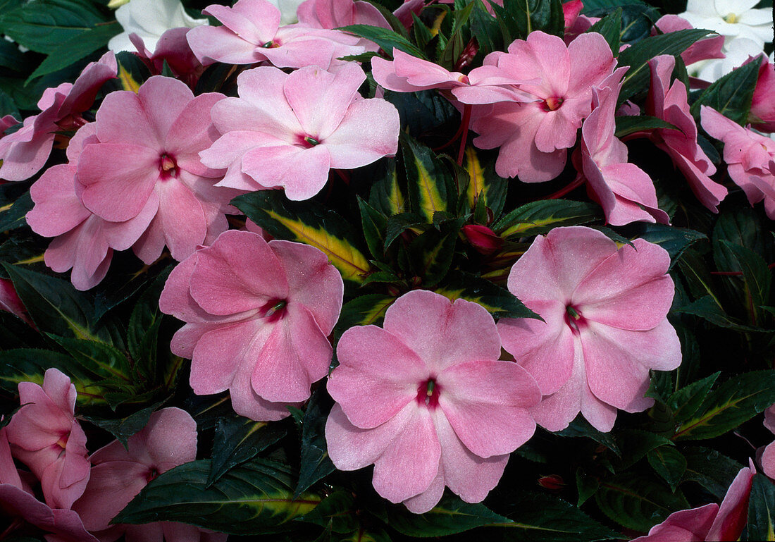 Impatiens Neu-Guinea Paradise 'Painted Pink' (Edellieschen)