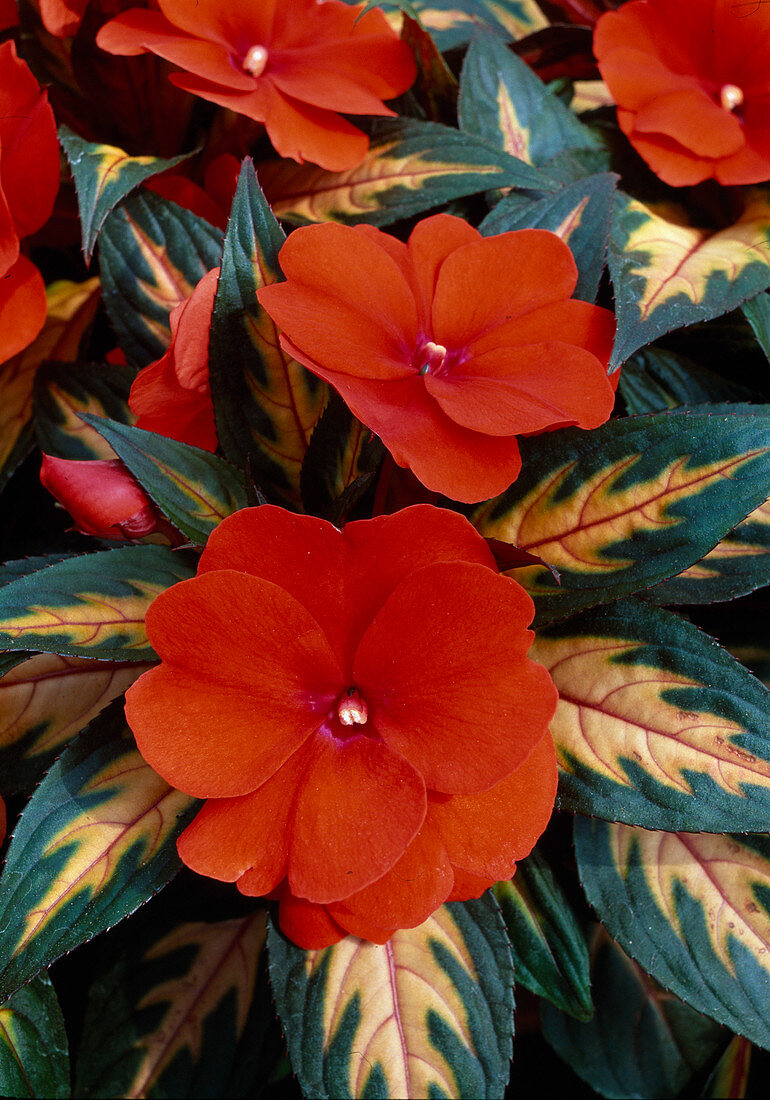 Impatiens New Guinea Paradise 'Painted Orange'