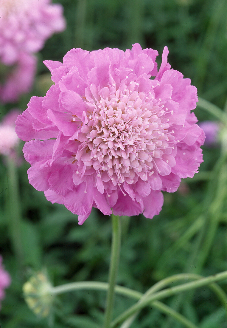 Scabiosa columbaria 'Pink Mist' (Pigeon Scabiosa)