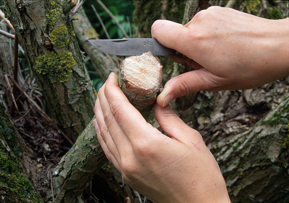Pruning of woody plants 1st step: From approx. 2 cm diameter of the cut, straighten the cut with wound paste for later wound closure (1/2)