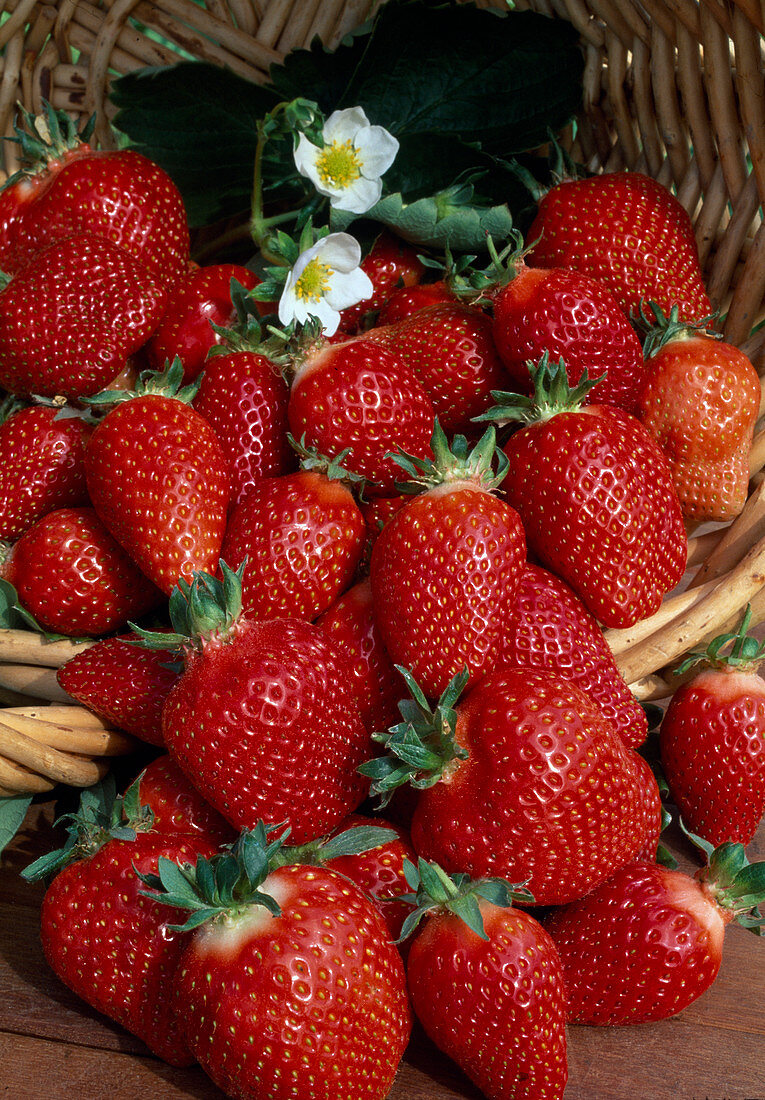 Freshly picked strawberry 'Sirene' (Fragaria)