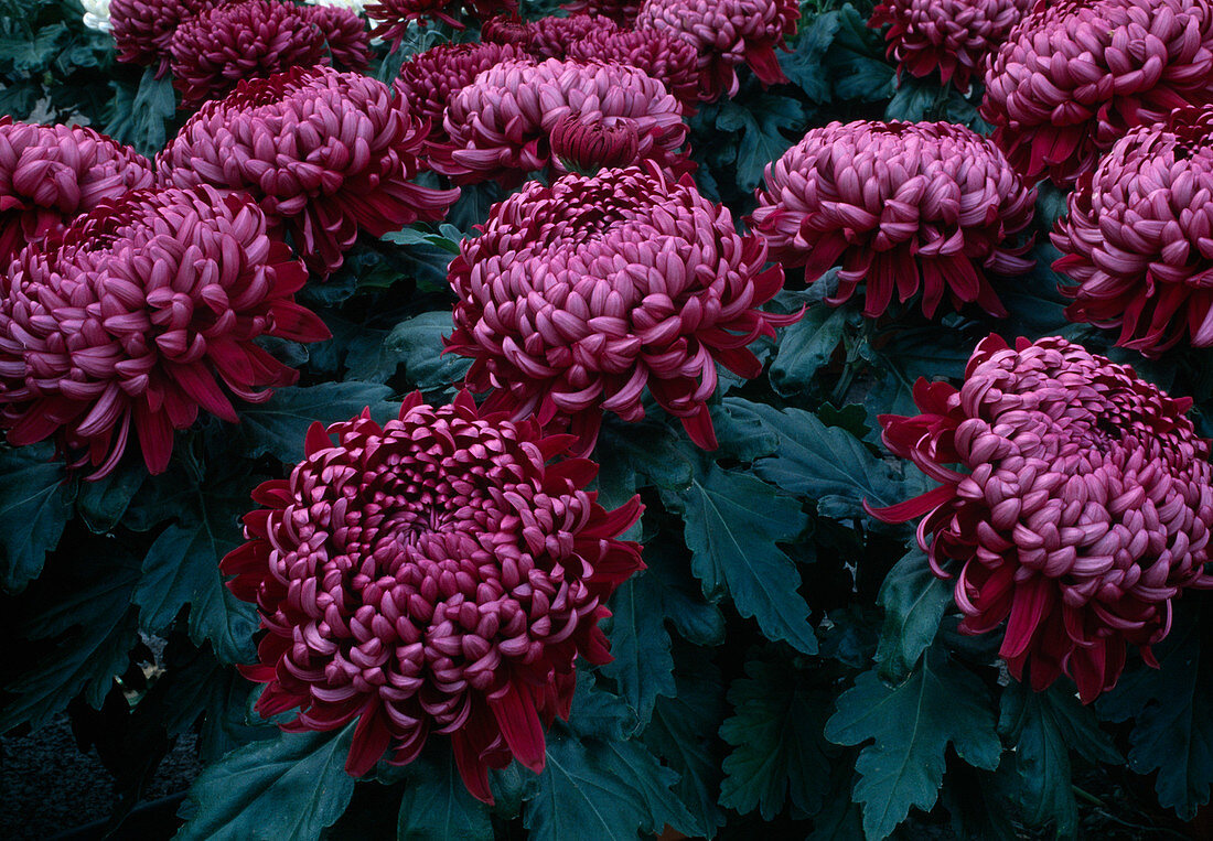 Dendranthema hybr 'Hautbou' (Autumn chrysanthemum)