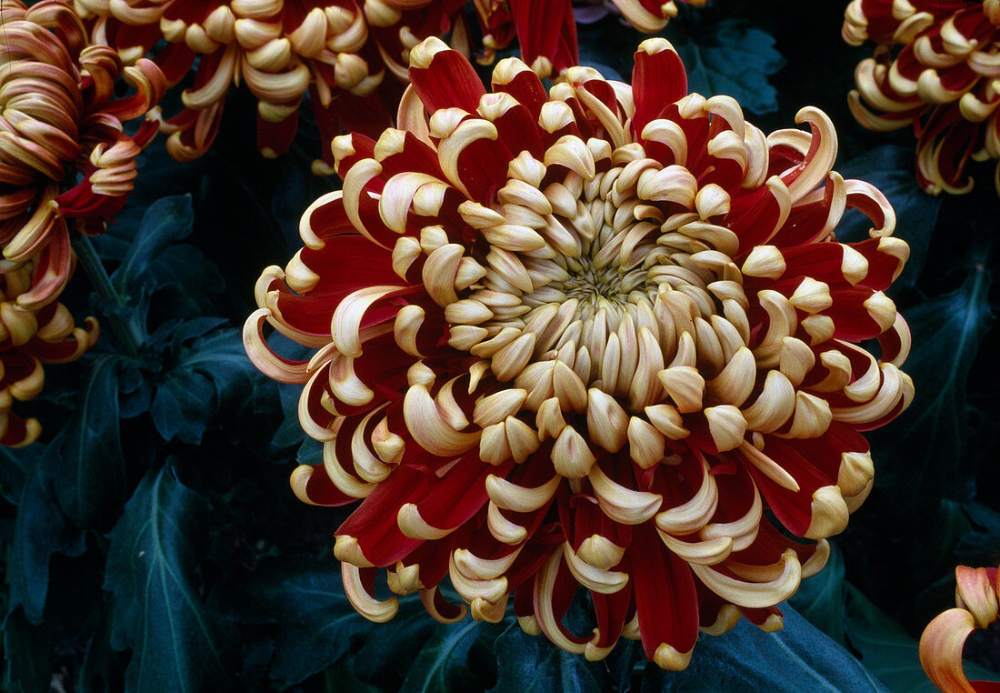 Dendranthema-Hybr. 'Jericho rouge' (Herbstchrysantheme)