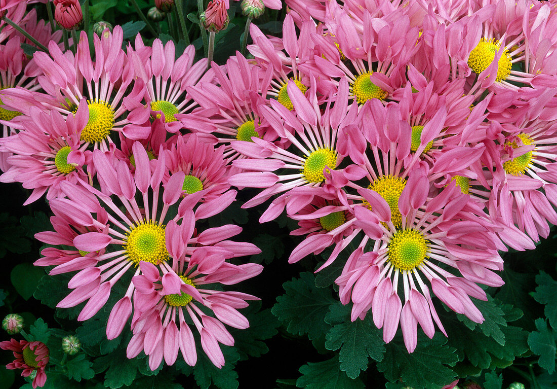 Dendranthema-Hybr. 'Calypso rose' (Herbstchrysantheme)