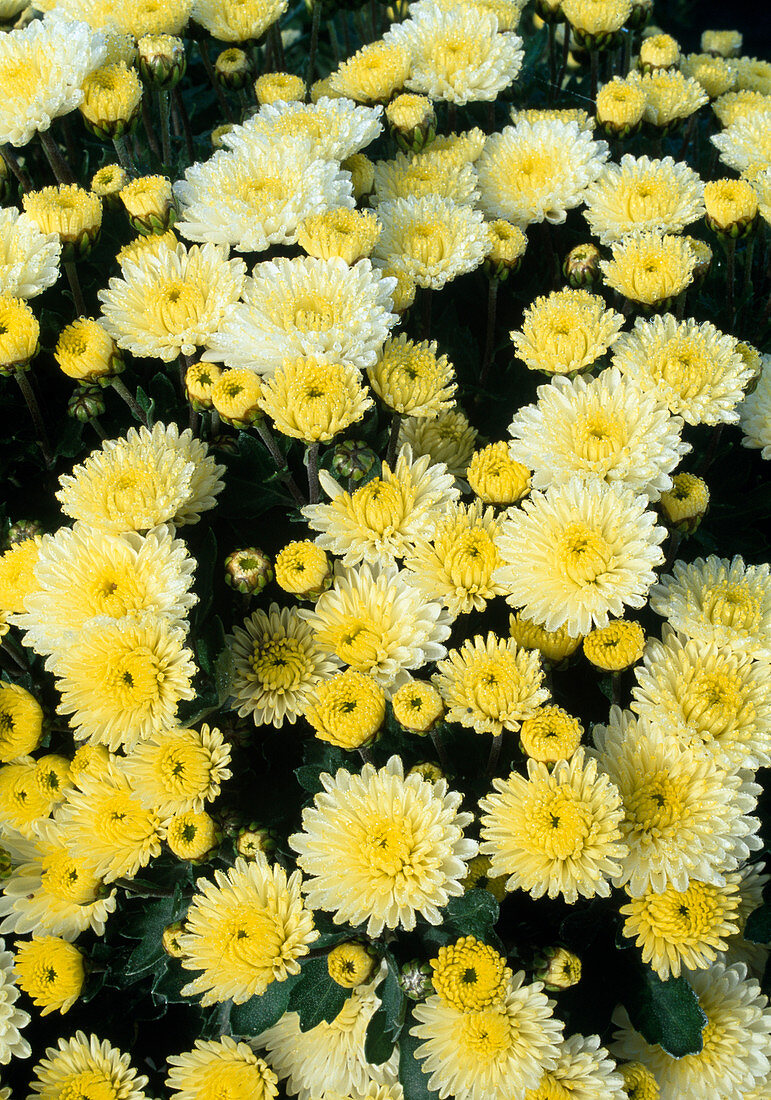 Dendranthema hybr. 'Blane des Sables' (Autumn chrysanthemum)