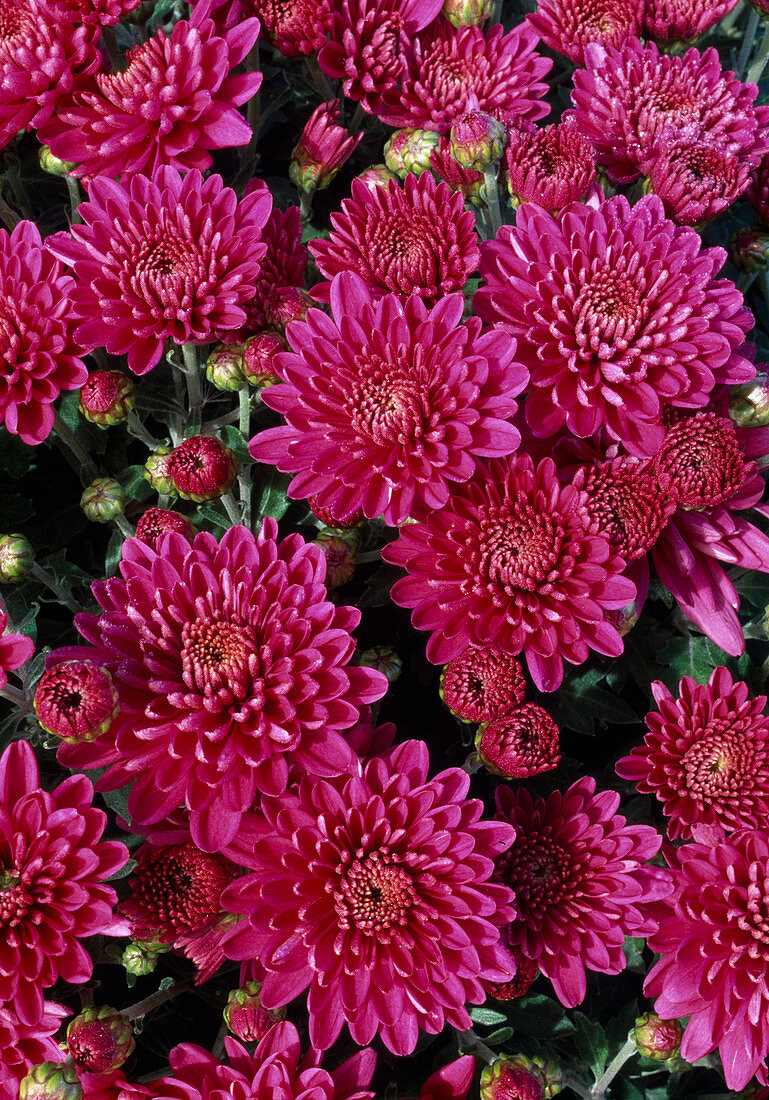 Dendranthema-Hybr 'Star magic mauve' (Herbstchrysantheme)