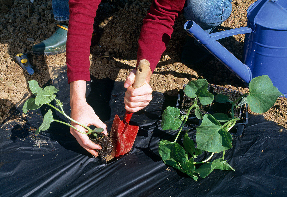 Dig hole with planter and plant