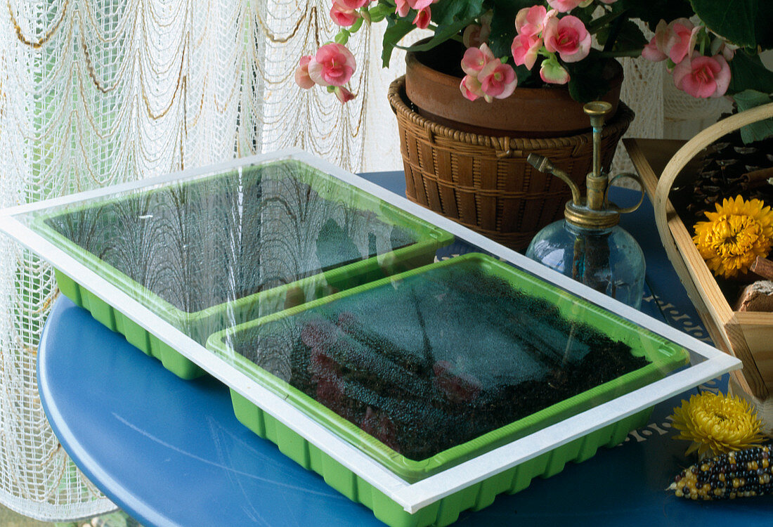 Vegetable sowing 8th step: Cover finished sowing with a glass pane (increases humidity) and place in a warm place.