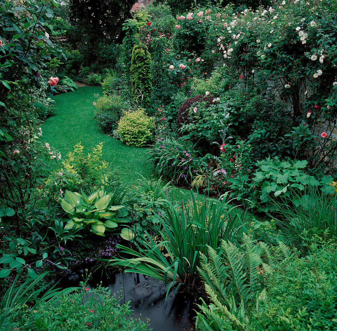 Handtuchgarten mit kleinem Teich, Kletterrosen, Hosta (Funkie), Spiraea japonica (Spierstrauch), Polystichum (Schildfarn)