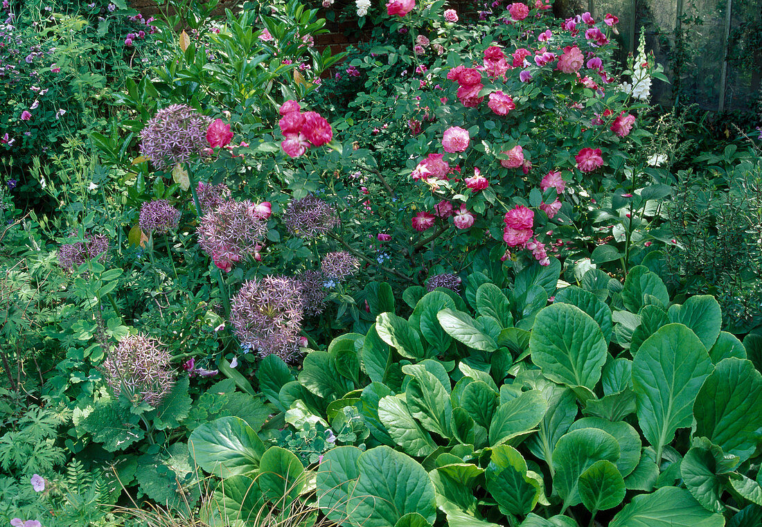 Rosa (Strauchrose) in Begleitung von Allium Christophii (Sternkugellauch und Bergenia (Bergenie)