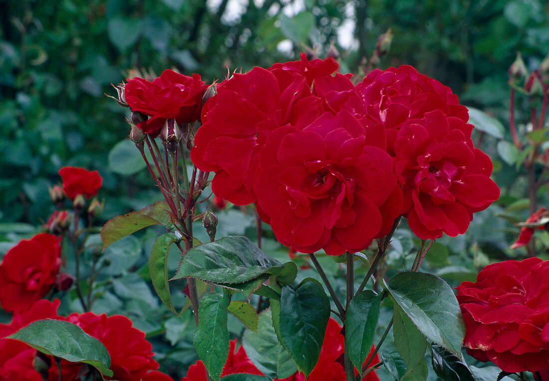 Rosa 'St. Vincent' Beetrose, öfterblühend von Delbard