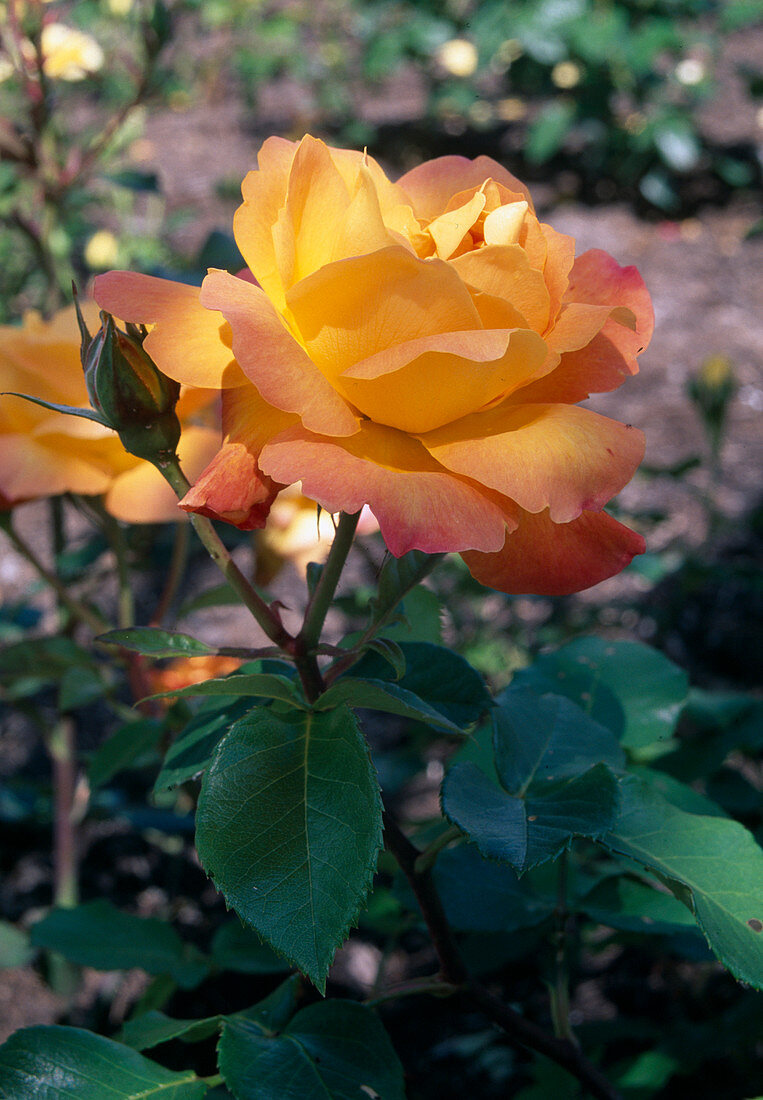 Rosa 'Philippe Noiret' Tea hybrid, repeat flowering, little fragrance