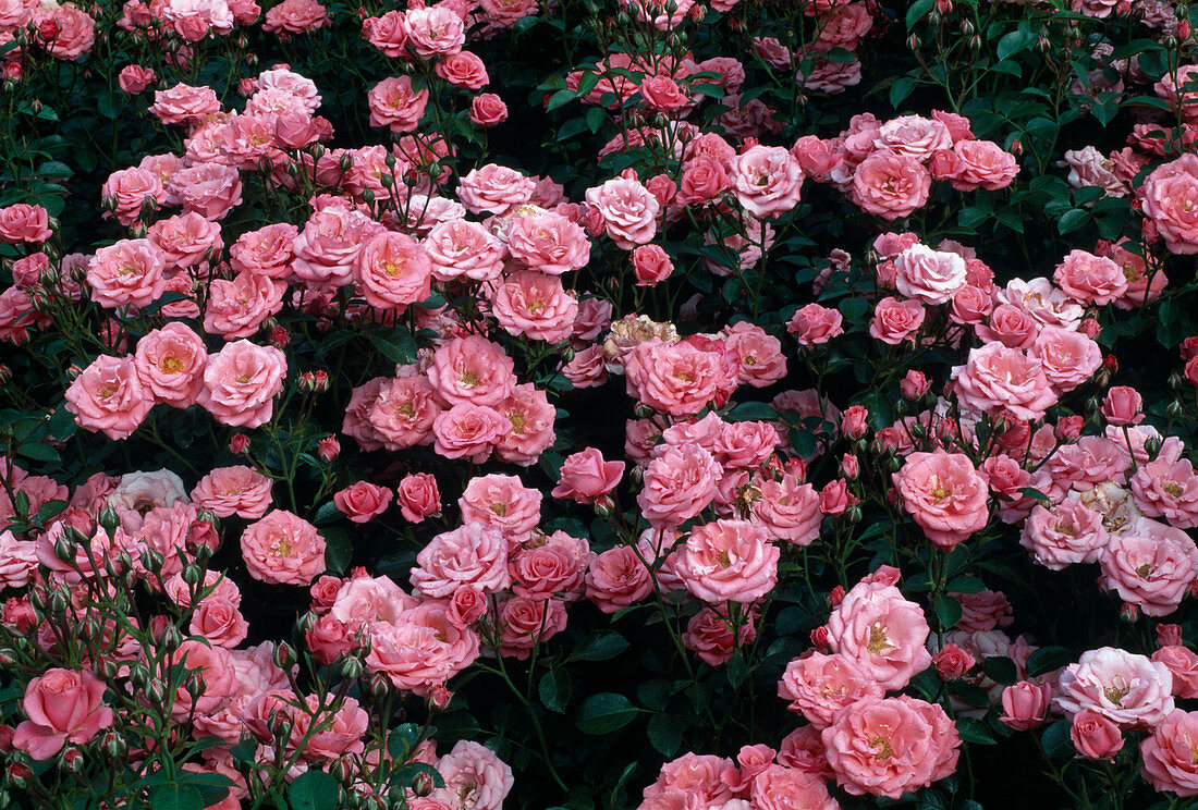 Rosa (Rose 'Bella Rosa') Floribunda Rose, öfterblühend, guter Duft, Beetrose