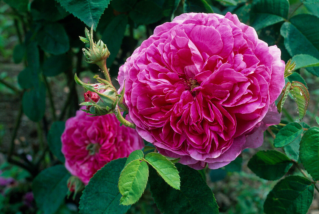 Rosa (Rose 'Duchesse du Buccleugh'), Gallica, Historic rose, Shrub rose, single flowering, good fragrance