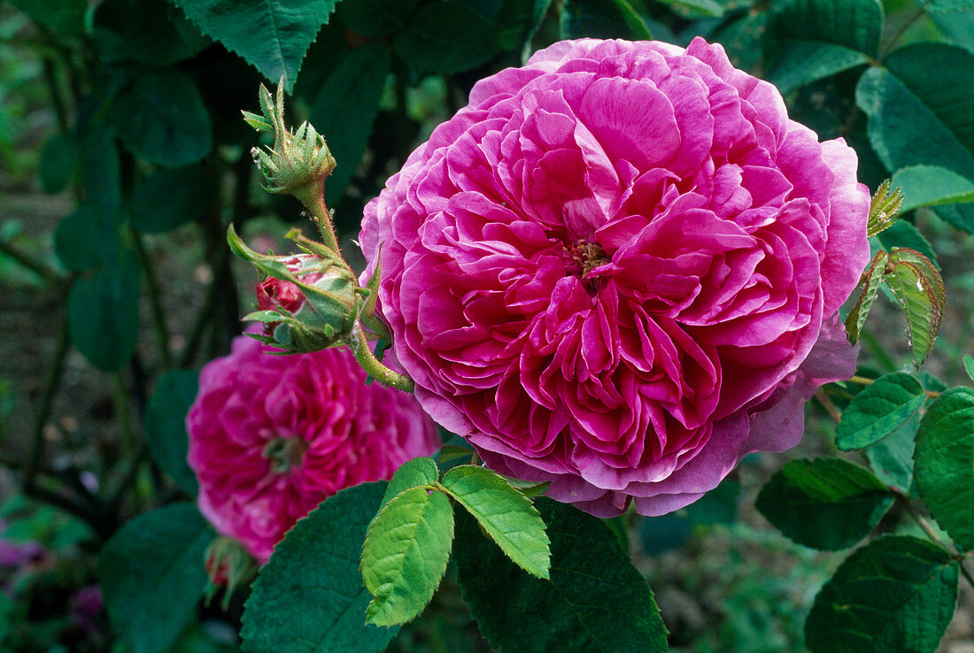 Rosa (Rose 'Duchesse du Buccleugh'), Gallica, Historische Rose, Strauchrose, einmalblühend, guter Duft