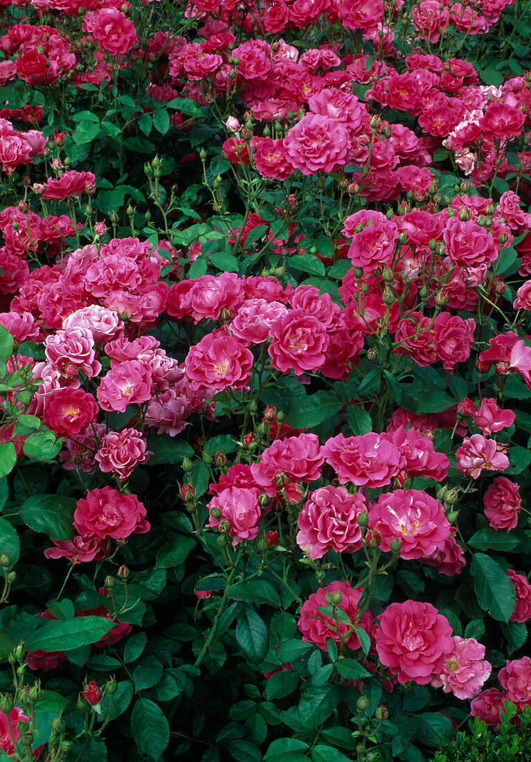 Rosa (Rose 'Joseph Guy' syn. Lafayette), floribunda rose, repeat flowering, light fragrance