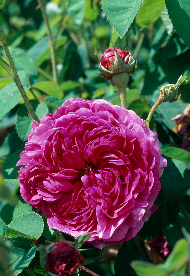 Rosa (Rose 'Minerve Descemet'), Gallica, Historic rose, single flowering, strong fragrance