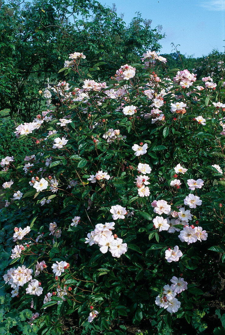 Rosa moschata (Rose 'Queen of the Musk'), shrub rose, repeat flowering, intense fragrance