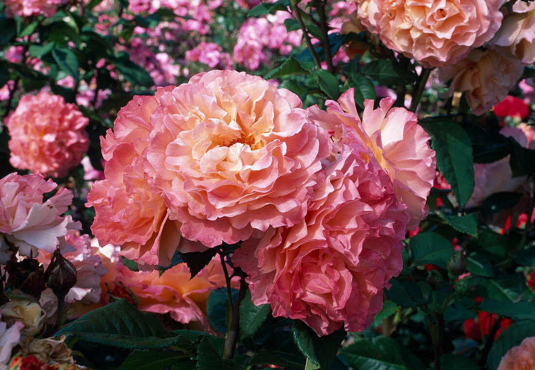 Rosa (Rose 'Augusta Louise'), Edelrose (Teehybride), öfterblühend, stark duftend, gut für Vasenschnitt