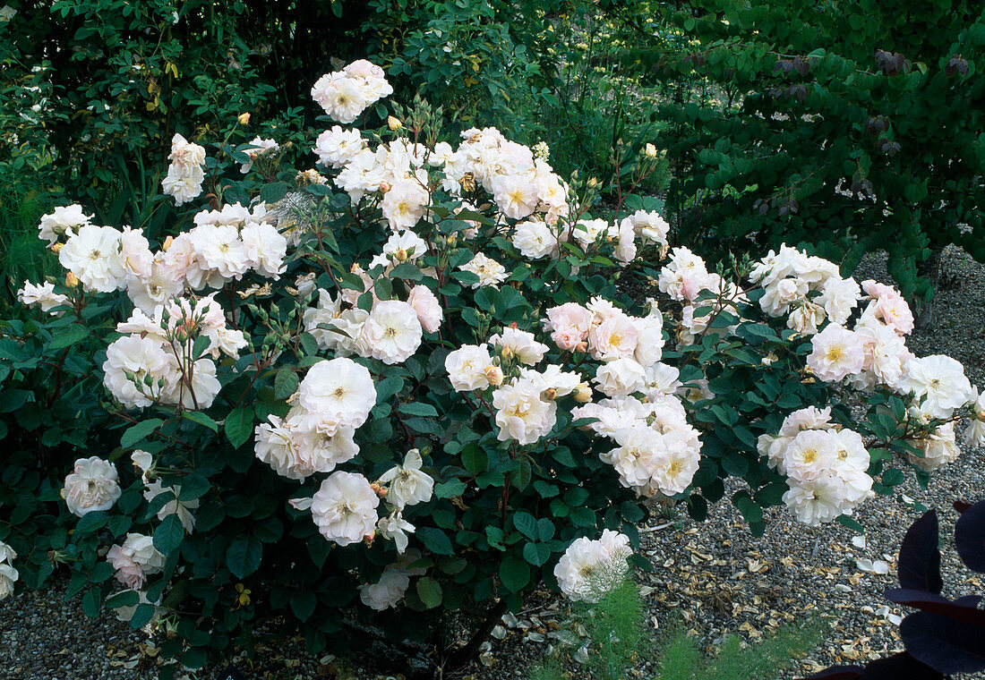Rose (Rosa) 'Penelope', Moschata-Hybride, Strauchrose, öfterblühend, duftend