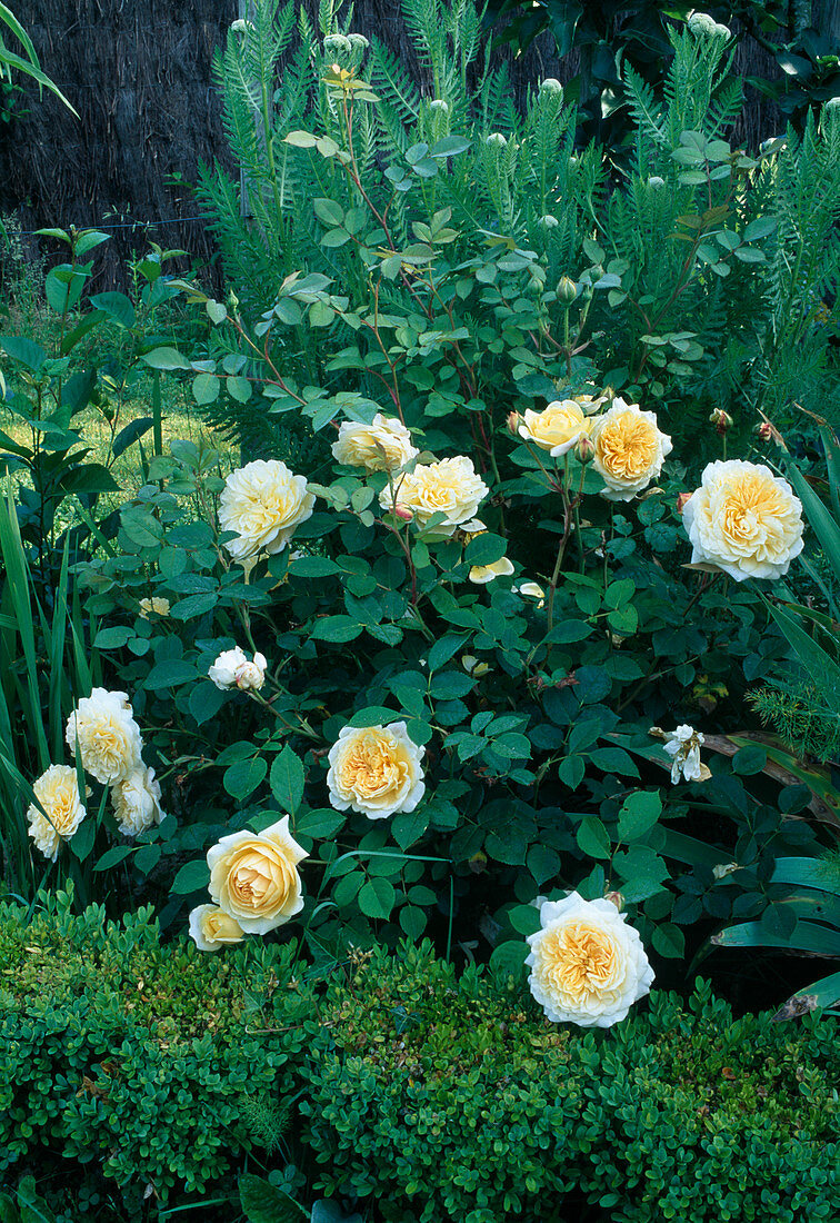 Rosa (Rose 'Teasing Georgia'), English rose, shrub and climbing rose, repeat flowering, good fragrance.