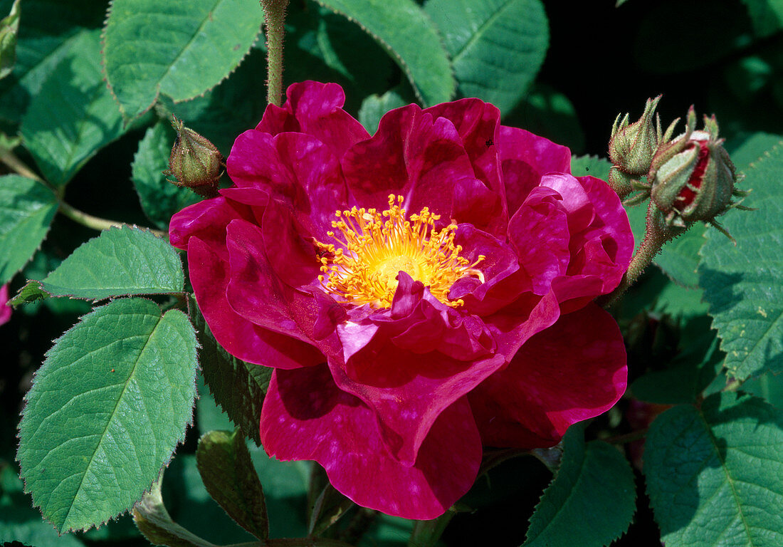 Rosa (Rose 'Alain Blanchard'), Gallica Historische Rose, einmalblühend, guter Duft