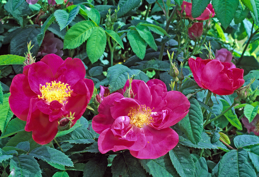 Rosa gallica officinalis, Apothecary's rose, once flowering, good scent