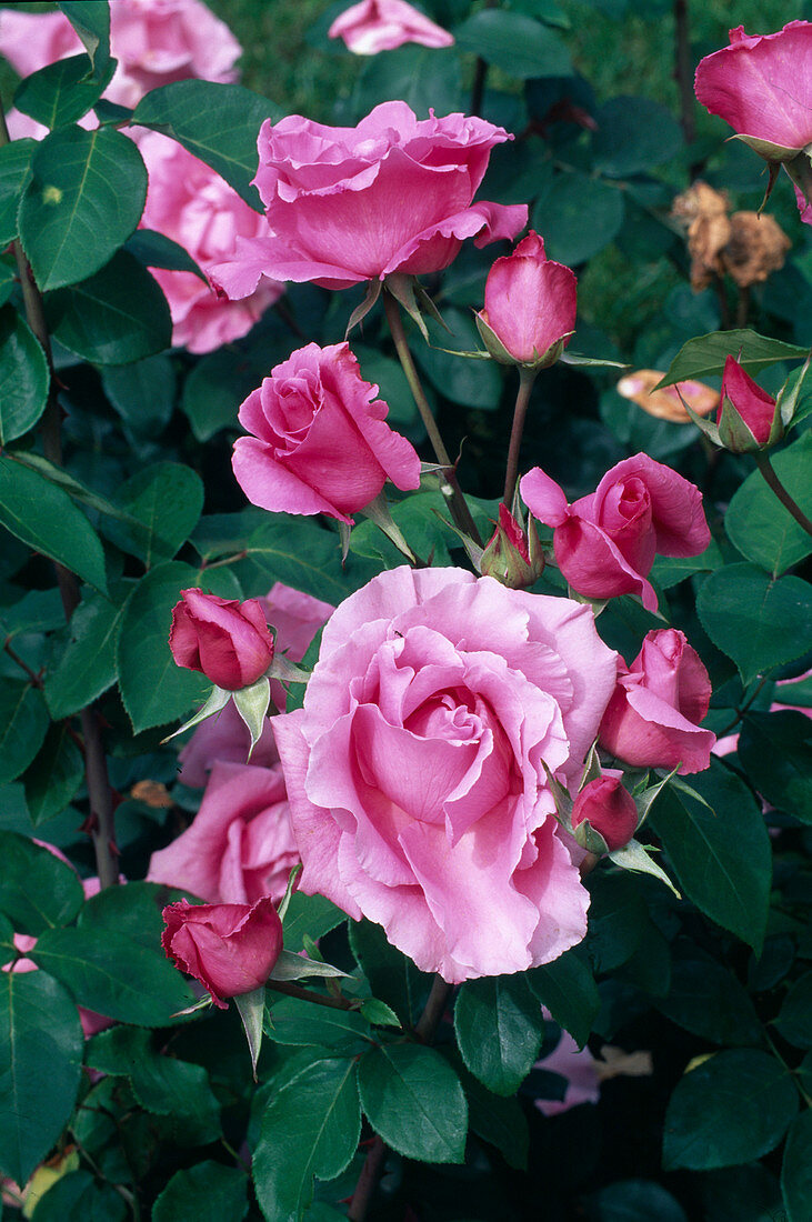 Rosa (Rose) 'The Queen Elizabeth Rose', Beetrose, öfterblühend, leichter Duft