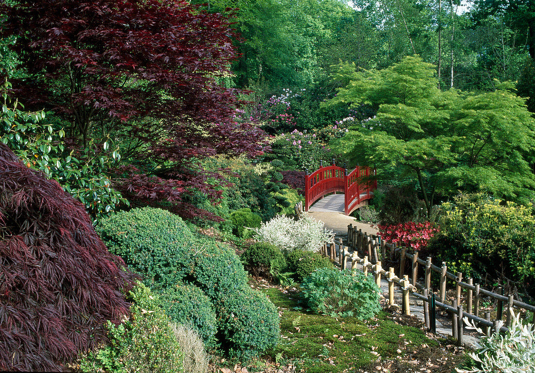 Japanese garden with red bridge and Acer palmatum 'Atropurpurea' and 'Dissectum Garnet') (fan maple and slash maple)