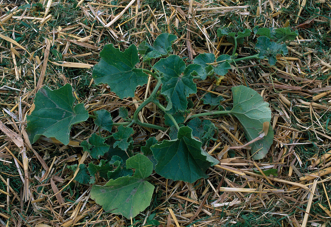 Cucurbita (Melone) mit Stroh mulchen