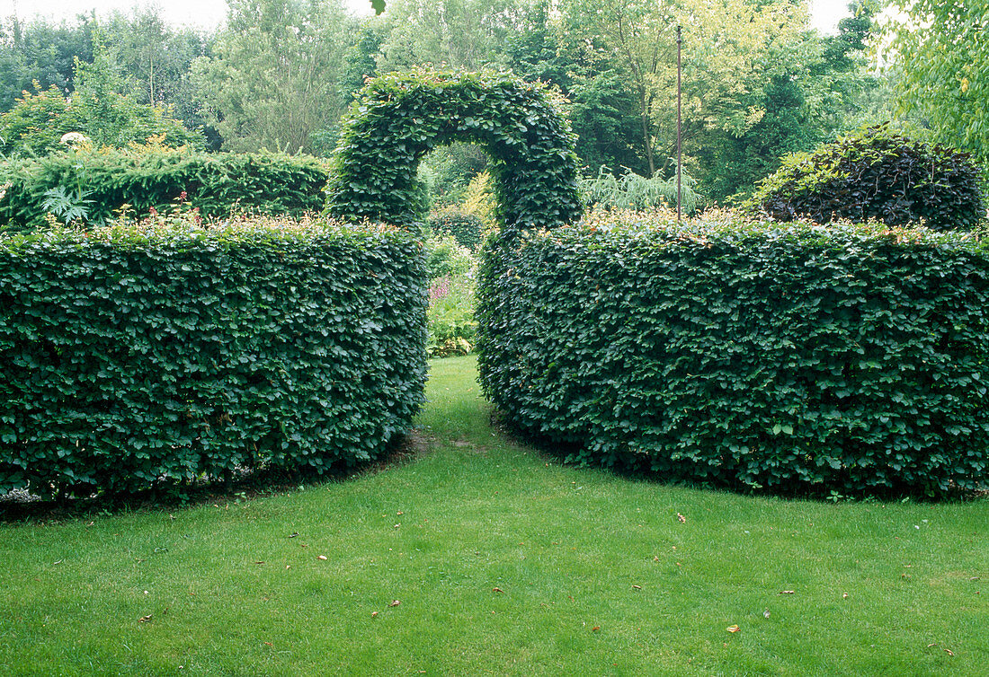 Carpinus betulus (Hainbuche, Weissbuche) als Hecke mit Torbogen