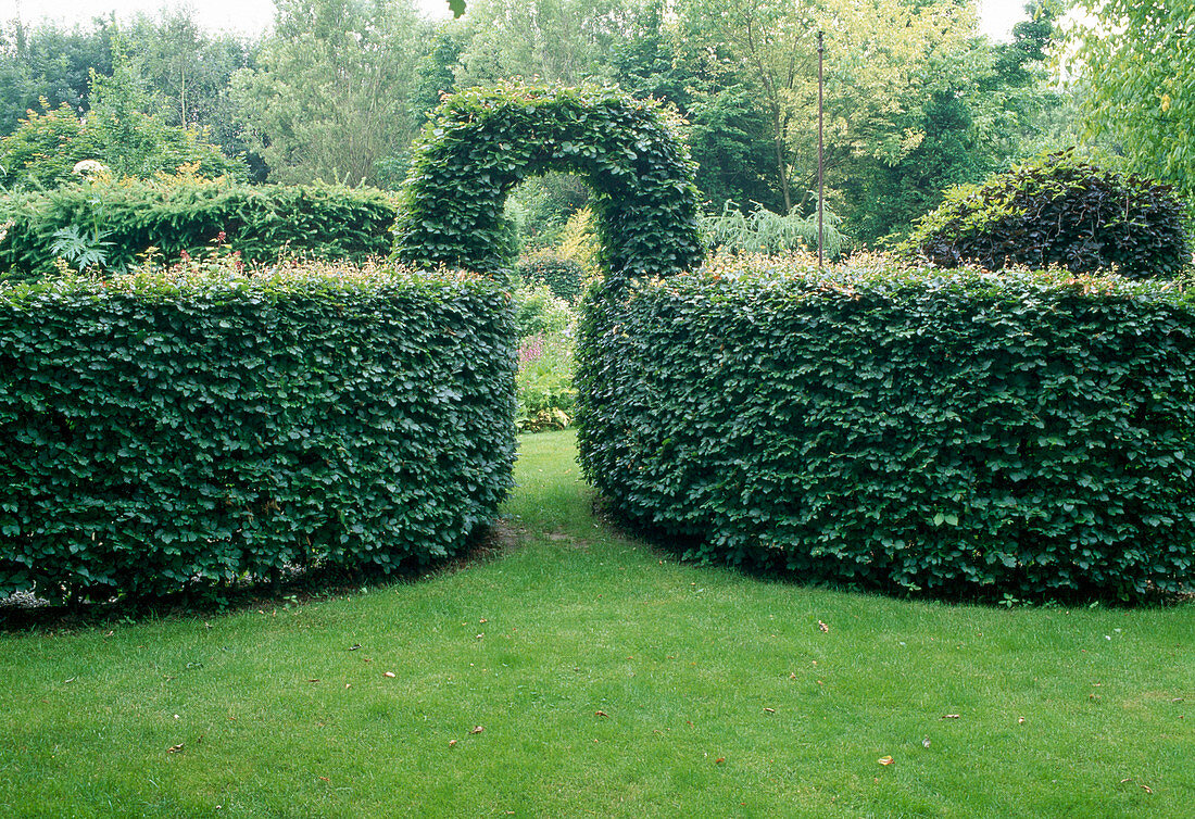Carpinus betulus (hornbeam, hornbeam) as hedge with archway
