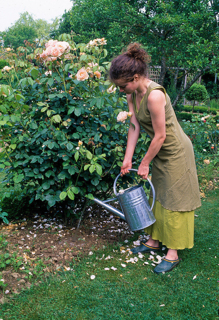 Watering Rosa (rose) (2/2)