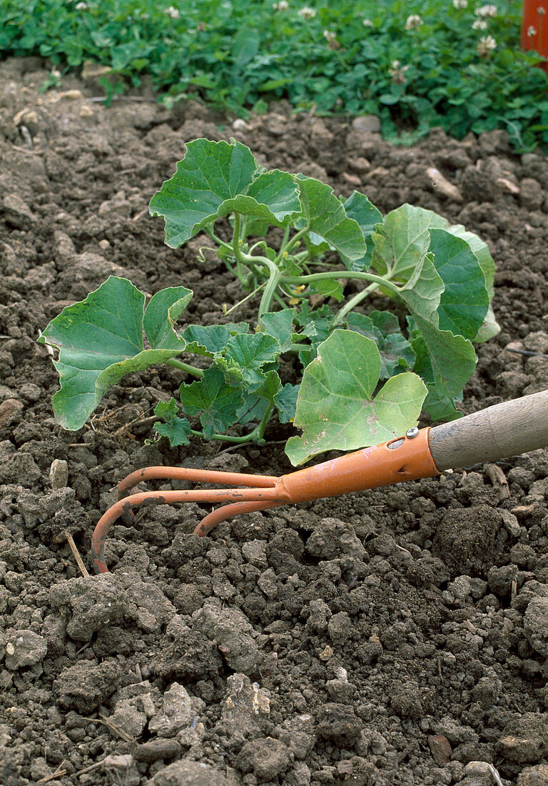 Cucurbita (melon): Loosen the soil around the plant with a cultivator, reduces evaporation