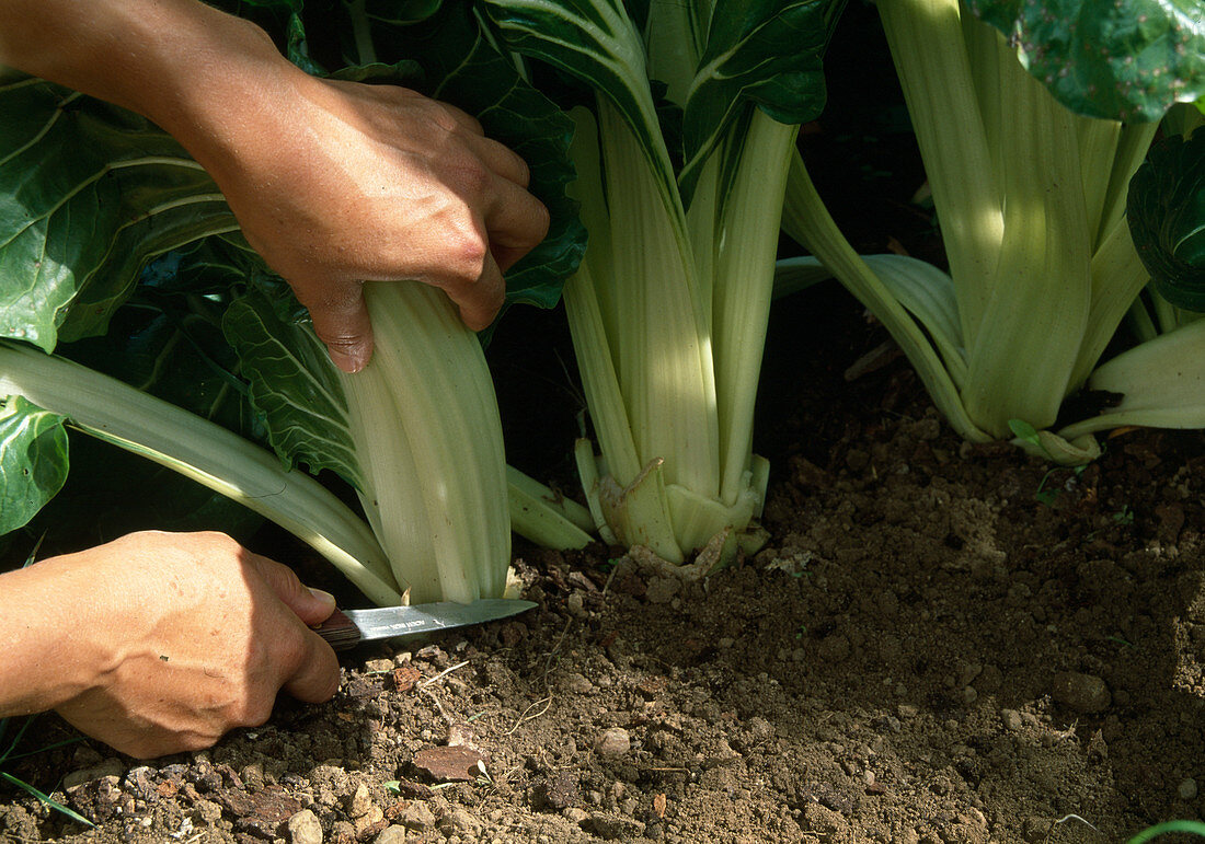 Beta vulgaris (smooth silver) - harvest chard