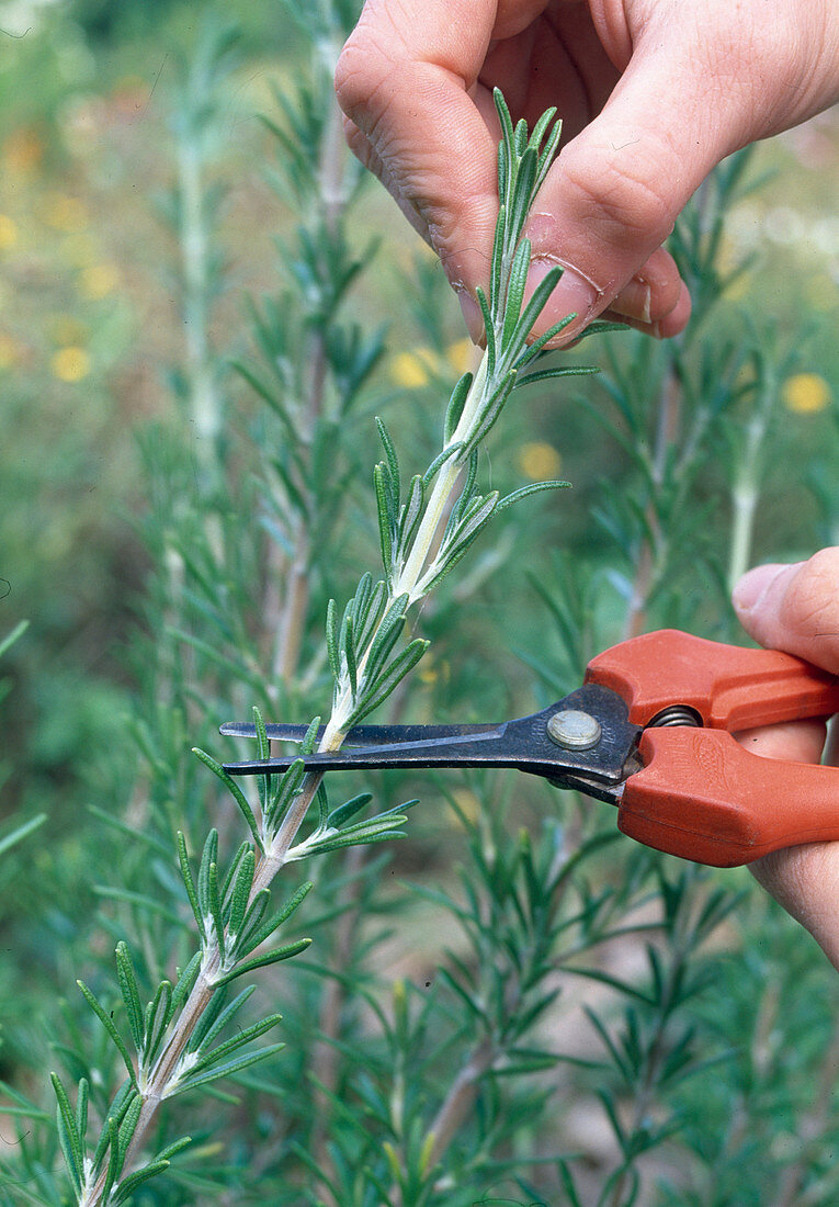 Propagating rosemary (Rosmarinus) by cuttings (1/6)