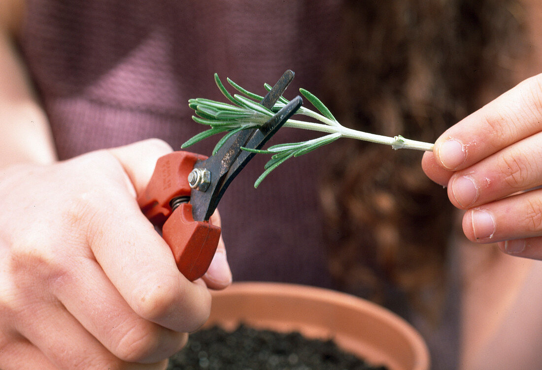 Multiply rosemary (rosmarinus) by cuttings