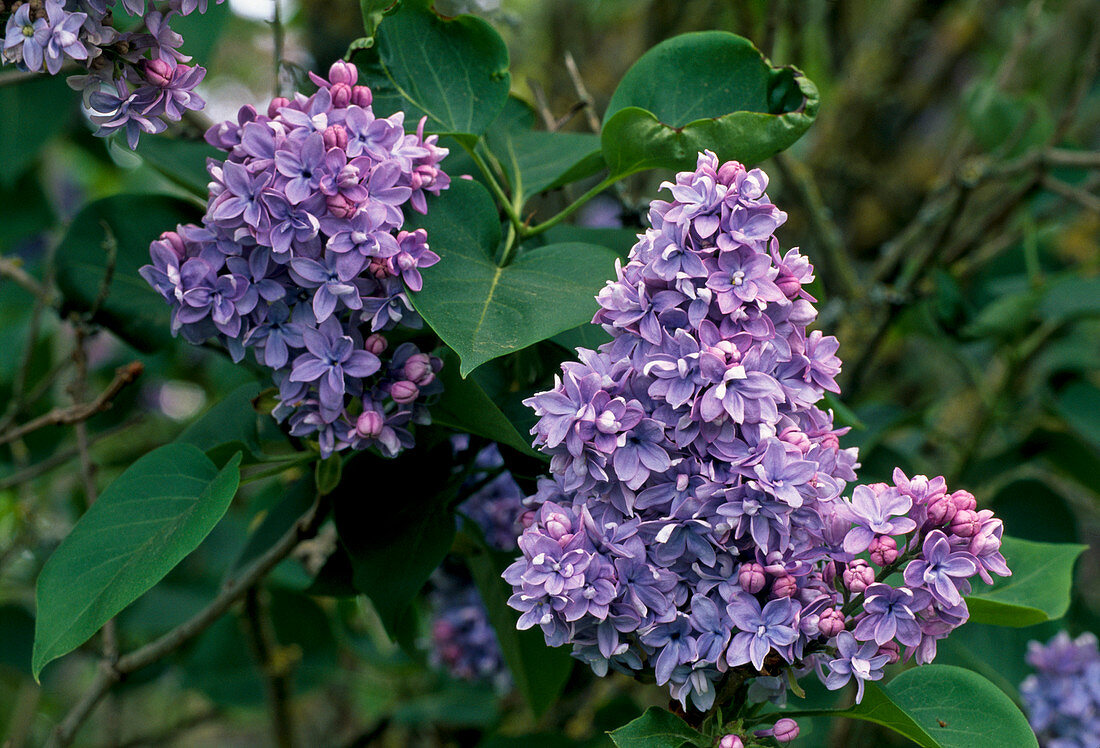 Syringa vulgaris 'Reve Bleu' (Lilac)