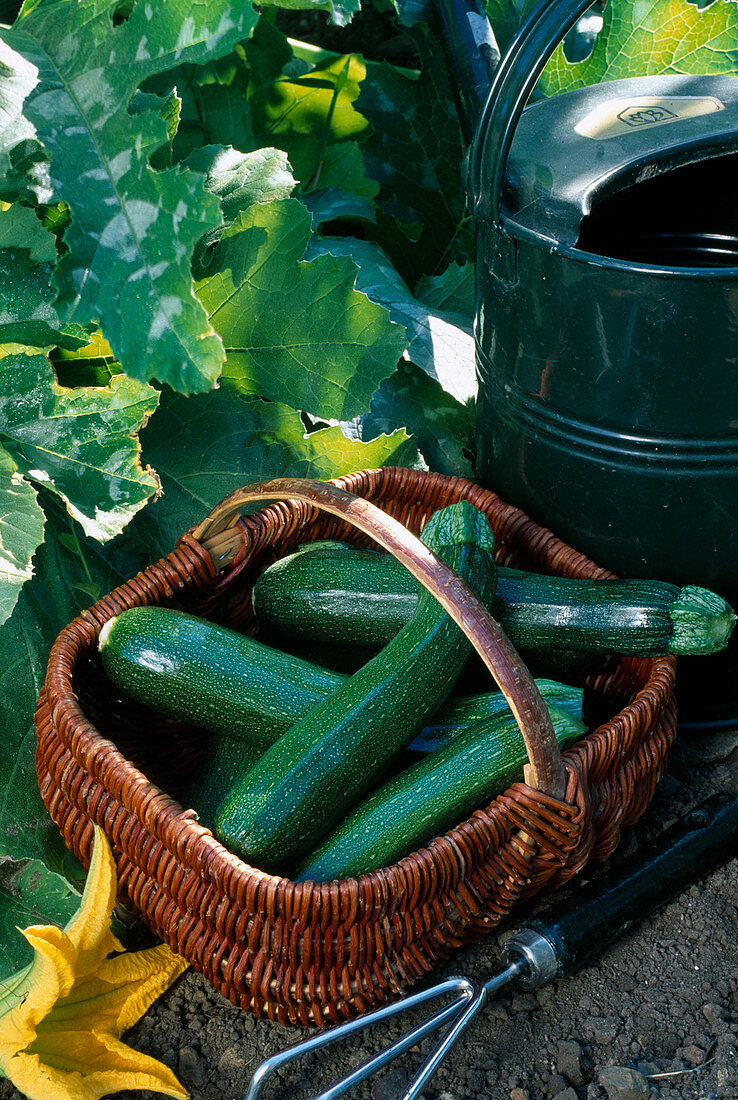 Cucurbita pepo 'Erste Grüne' (Zucchini) frisch geerntet