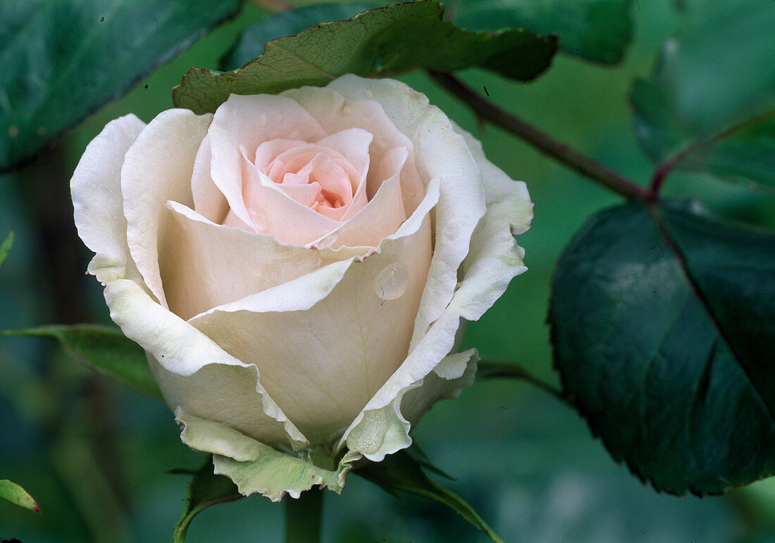 Rosa 'Johann Strauss' noble rose, repeat flowering, good fragrance
